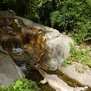 8/17/2020 - Croc Waterfall & Fountain