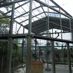 8/17/2020 - Macaw Exhibit