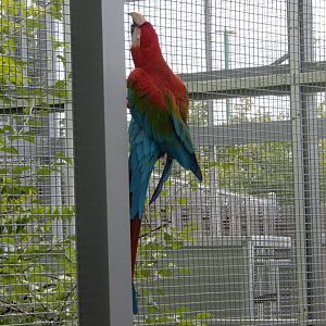 8/17/2020 - Macaw Climb