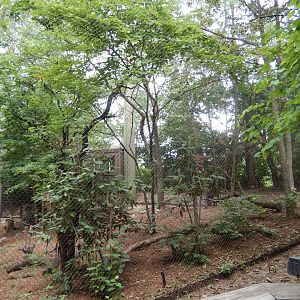 8/17/2020 - Turkey Vulture Aviary
