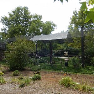 8/17/2020 - Ring-Tailed Lemur & Radiated Tortoise Exhibit