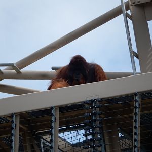 8/17/2020 - Sky High Orangutan