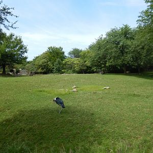 8/17/2020 - Savannah Habitat