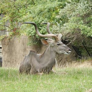 8/17/2020 - Majestic Greater Kudu Bull