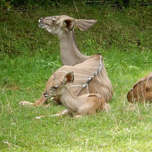 8/17/2020 - Greater Kudu Mom and Calf