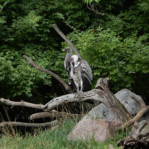 8/17/2020 - The Vulture King