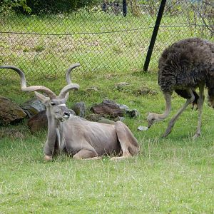 8/17/2020 - Kudu Bull & Ostrich