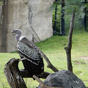 8/17/2020 - Vulture on Duty