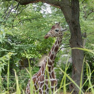 8/17/2020 - Tall Mammal Thru the Tall Grasses