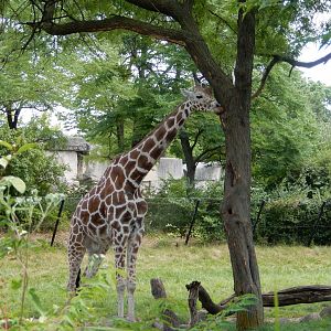 8/17/2020 - Reticulated Giraffe