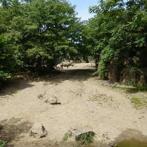 8/17/2020 - White Rhino Habitat