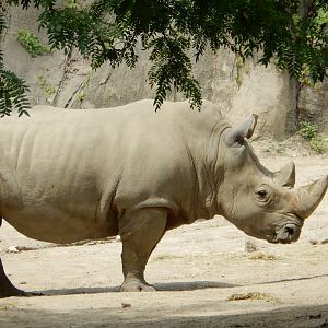 8/17/2020 - White Rhino