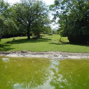 8/17/2020 - Savannah Habitat - Waterhole View