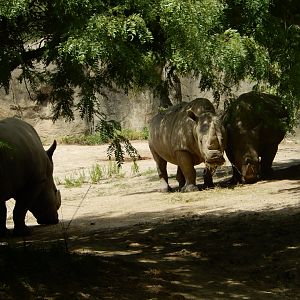 8/17/2020 - Rhino Crash!