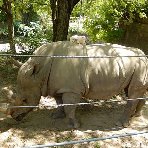 8/17/2020 - Rhino Up-Close!