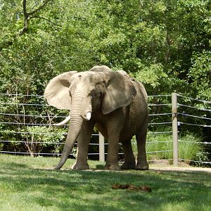 8/17/2020 - African Elephant