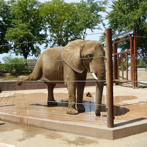 8/17/2020 - Ivory in Training