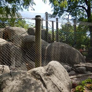 8/17/2020 - Guinea Baboon Exhibit