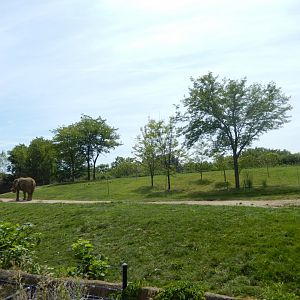8/17/2020 - Primary African Elephant Habitat