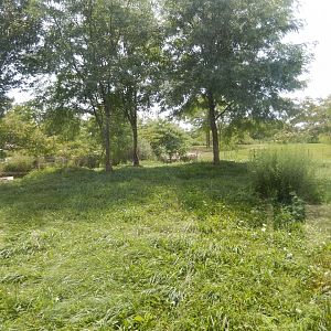 8/17/2020 - Cheetah: The Race for Survival - First Habitat