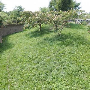 8/17/2020 - Cheetah: The Race for Survival - First Habitat