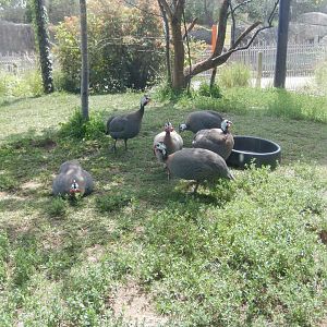 8/17/2020 - Helmeted Guineafowl Flock
