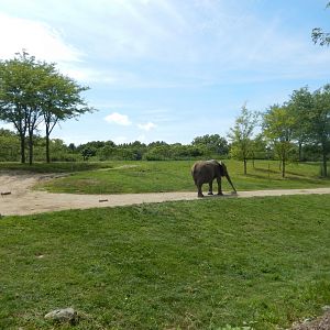 8/17/2020 - Primary African Elephant Habitat