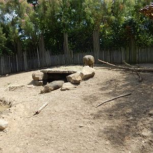 8/17/2020 - Warthog & Cape Porcupine Exhibit