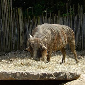 8/17/2020 - Warthog