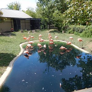 8/17/2020 - Flamingo Pool