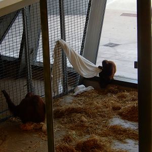 8/17/2020 - Orangutans