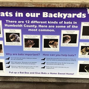 "Bats in our Backyard" signage