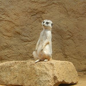 8/17/2020 - Meerkat