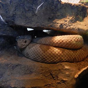 8/17/2020 - Species Help Please?