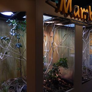 8/17/2020 - Black Mamba Terrarium