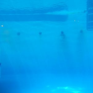 8/17/2020 - Bottlenose Dolphin Tank