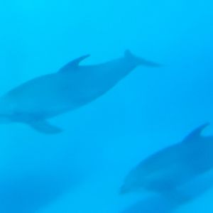 8/17/2020 - Bottlenose Dolphins