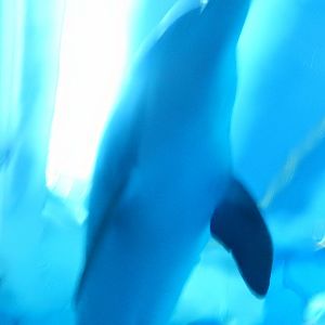 8/17/2020 - Dolphin Overhead!