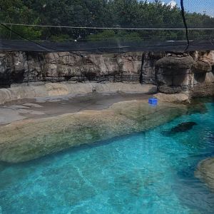 8/17/2020 - Walrus Habitat