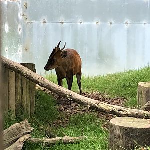 Jack the northern Indian muntjac