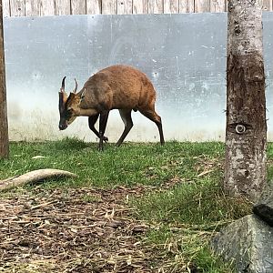 Jack the northern Indian muntjac