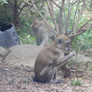 8/17/2020 - Crab-Eating Macaques