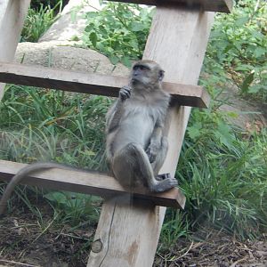 8/17/2020 - Crab-Eating Macaque