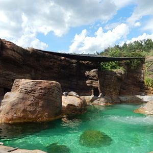 8/17/2020 - California Sea Lion & Gray Seal Exhibit