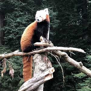 Himalayan red panda