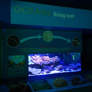 8/17/2020 - Living Reef Tank