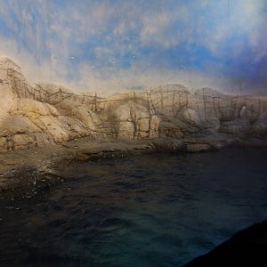 8/17/2020 - Penguin Exhibit