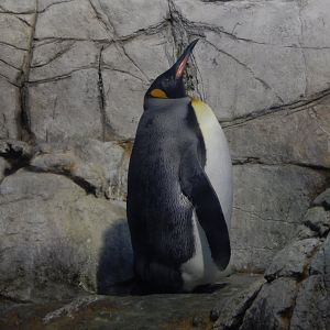 8/17/2020 - King Penguin