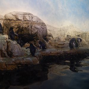 8/17/2020 - Penguin Exhibit