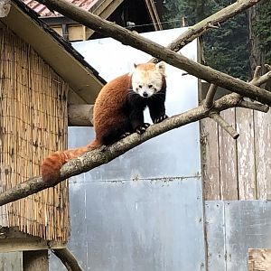 Himalayan red panda
